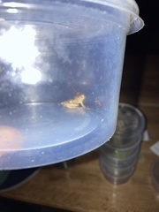 Dendropsophus parviceps