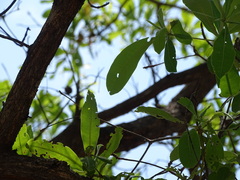 Terminalia brachystemma image