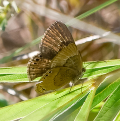 Aricoris constantius