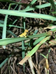 Dendropsophus parviceps