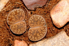 Lithops lesliei