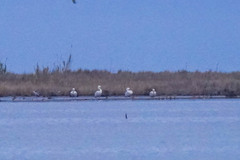 Pelecanus crispus