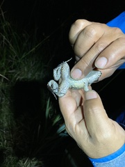 Leptodactylus wagneri