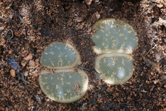 Lithops lesliei