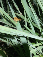 Dendropsophus parviceps