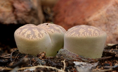 Lithops lesliei
