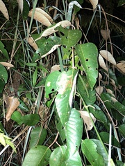 Boana cinerascens
