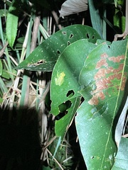 Boana cinerascens