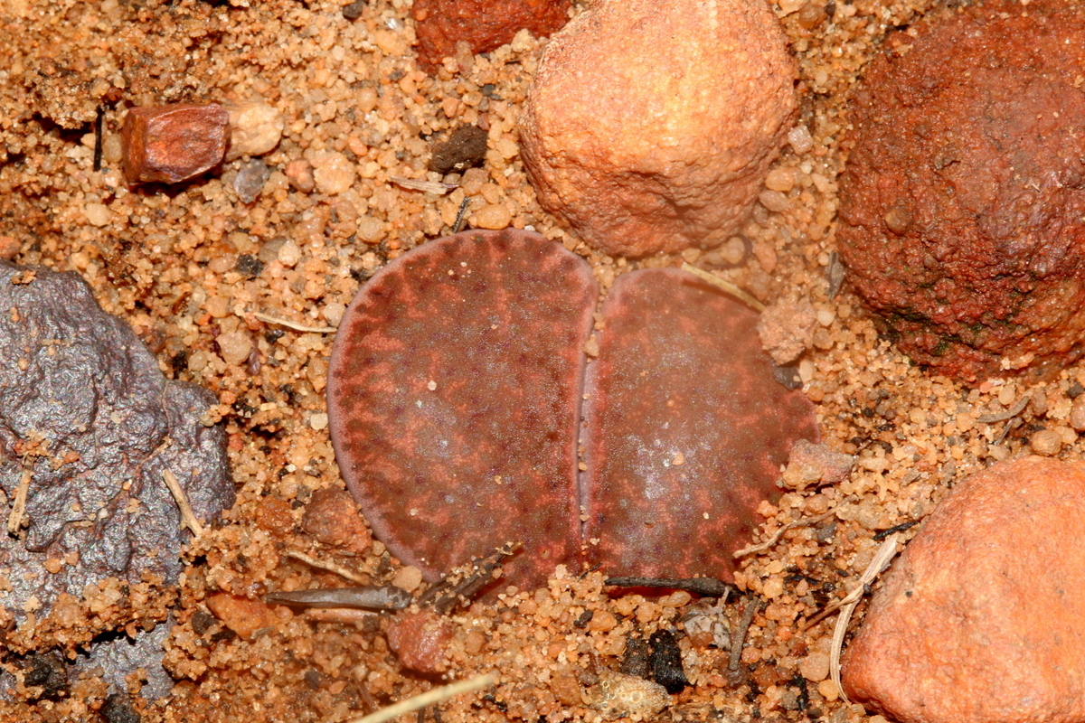Lithops lesliei var. hornii C364 South Africa