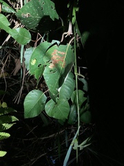 Boana cinerascens