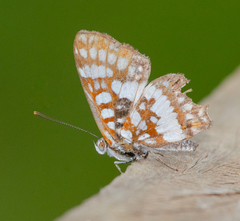 Ariconias glaphyra