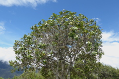 Clusia multiflora