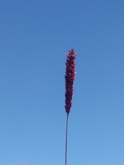 Eragrostis coarctata