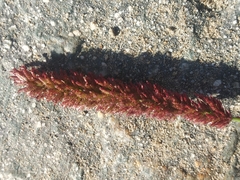 Eragrostis coarctata