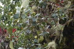 Clusia multiflora