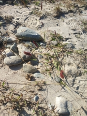 Eragrostis coarctata