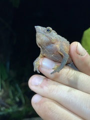 Rhinella festae