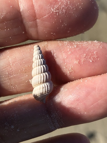 Cerithideopsis scalariformis image