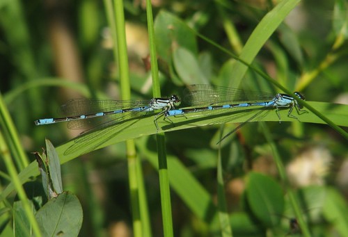 Coenagrion lanceolatum