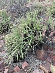 Xerophyta suaveolens