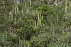 Espostoa