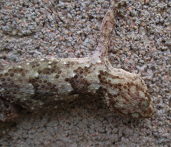 Chondrodactylus turneri