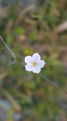 Leptosiphon liniflorus