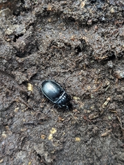 Abax ovalis