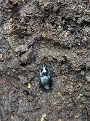 Abax ovalis