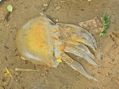 Catostylus