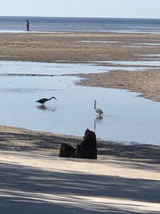 Egretta rufescens