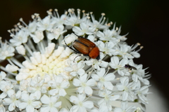 Phyllotocus ruficollis