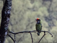 Psilopogon franklinii