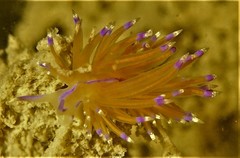 Unidentia aliciae