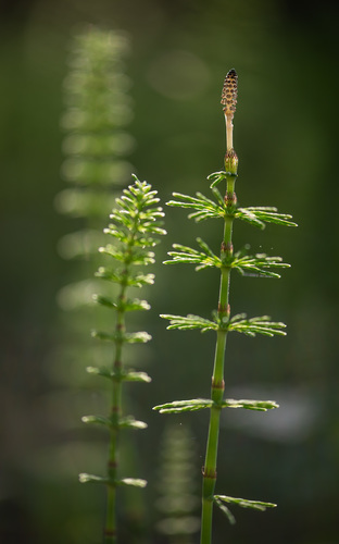 Ožkabarzdis asiūklis nuotrauka