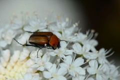 Phyllotocus ruficollis