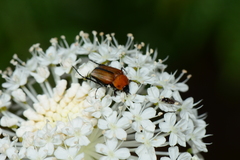 Phyllotocus ruficollis