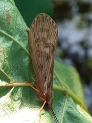 Halesus radiatus