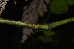 Dolichoderus bispinosus