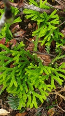 Diphasiastrum thyoides