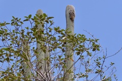 Espostoa utcubambensis