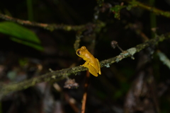 Dendropsophus minutus