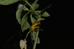 Dendropsophus minutus