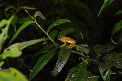 Dendropsophus minutus