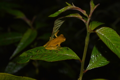 Dendropsophus minutus