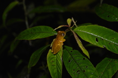 Dendropsophus minutus
