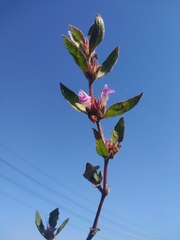 Hygrophila phlomoides