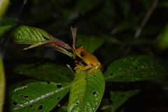Dendropsophus minutus