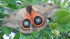 Automeris coresus
