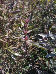 Hygrophila phlomoides